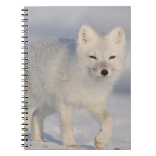 Cuaderno Zorro ártico, Alaska