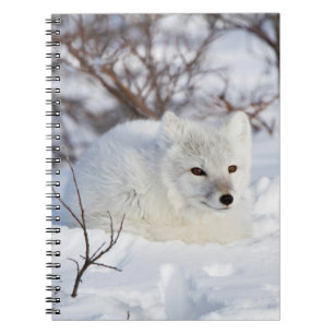 Cuaderno Zorro ártico en invierno