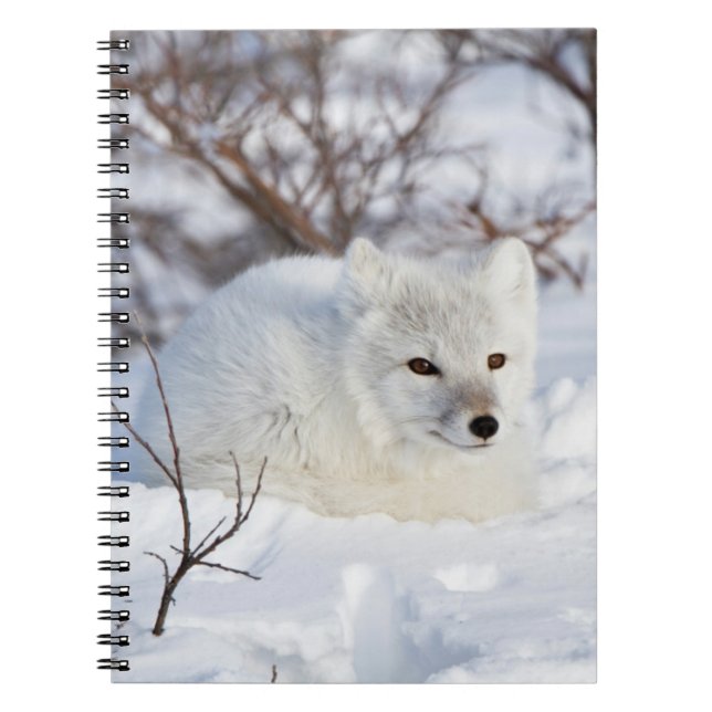 Cuaderno Zorro ártico en invierno (Frente)