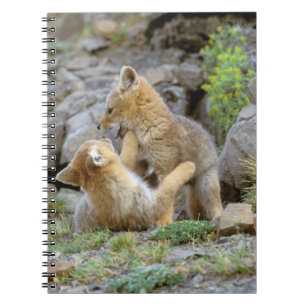 Cuaderno Zorro gris sudamericano (Lycalopex griseus) pareja