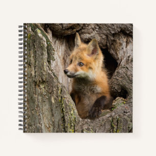 Cuaderno Zorro Rojo Pequeño en un Hueco de Árbol