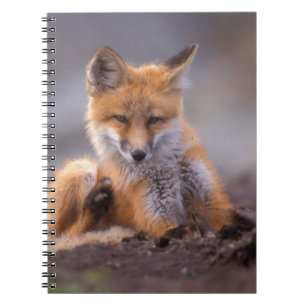 Cuaderno zorro rojo, Vulpes vulpes, cachorro rascándose,