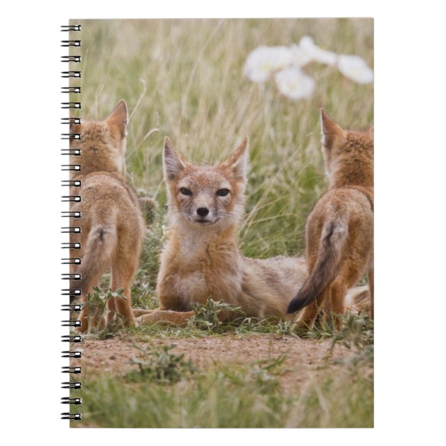 Cuaderno Zorro veloz (Vulpes velox) hembra con crías en (Frente)