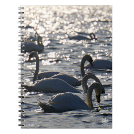 Cuaderno Zwanen in een groep op het water met glinsterend z
