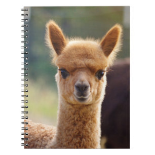 Cuadernos espirales de la alpaca del bebé