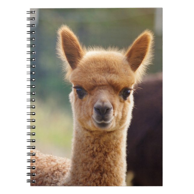 Cuadernos espirales de la alpaca del bebé (Frente)