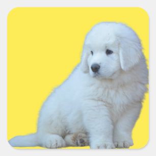 Cuadrada Adorable Pegatina polaco Tatra Sheepdog Puppy