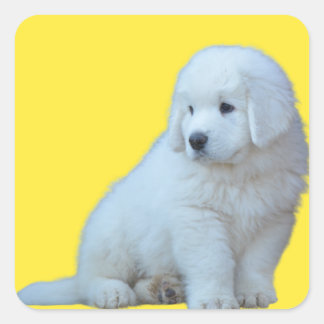 Cuadrada Adorable Pegatina polaco Tatra Sheepdog Puppy