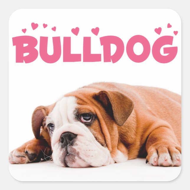 Cuadrada Amar al Bulldog inglés cachorro perro Pegatina de  (Anverso)