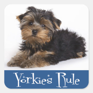 Cuadrada Amor Yorkshire Terrier Puppy Dog Pegatina / Sedas
