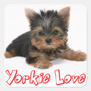 Cuadrada Amor Yorkshire Terrier Puppy Dog Pegatina / Sedas