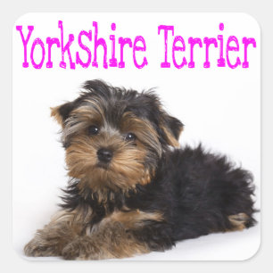 Cuadrada Amor Yorkshire Terrier Puppy Dog Pegatina / Sedas