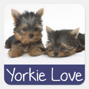 Cuadrada Amor Yorkshire Terrier Puppy Dog Pegatina / Sedas