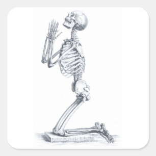 Cuadrada Anatomía del pegatina de los huesos