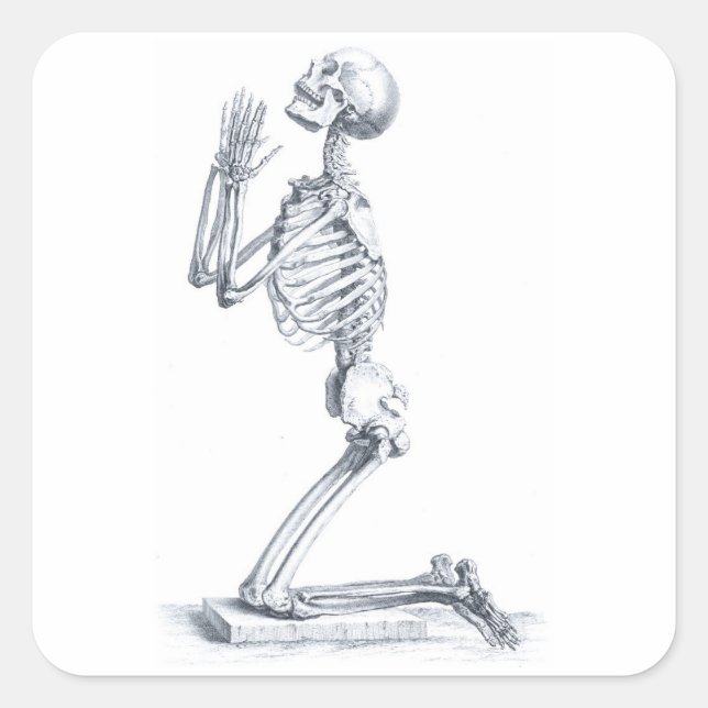 Cuadrada Anatomía del pegatina de los huesos (Anverso)