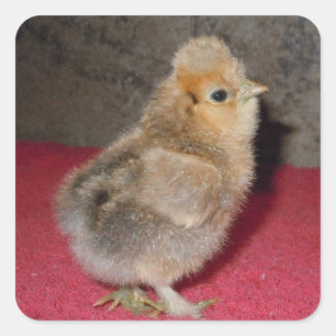 Cuadrada Baby Silkie Chick Pegatina