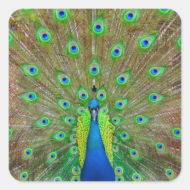 Cuadrada Blue Peacock #3 Pegatina (Anverso)
