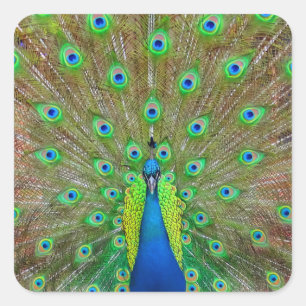 Cuadrada Blue Peacock #3 Pegatina