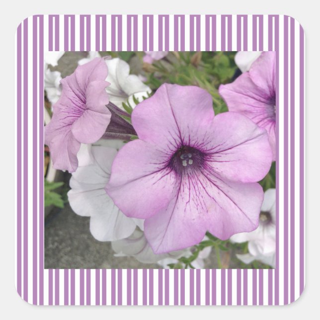 Cuadrada Bonito Petunia foto Pegatina a rayas (Anverso)