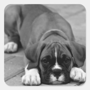 Cuadrada Boxer Perro Cachorro Negro Y Blanco Pegatina / Sel