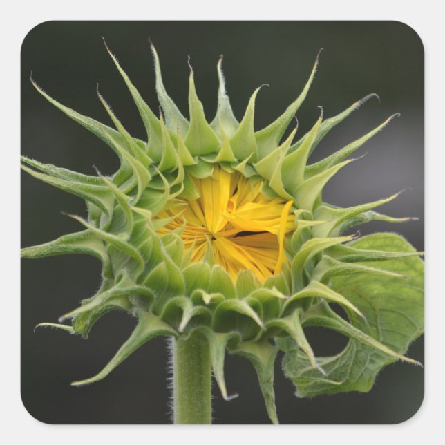 Cuadrada Bud De Girasol Esperando Al Pegatina Brillante (Anverso)