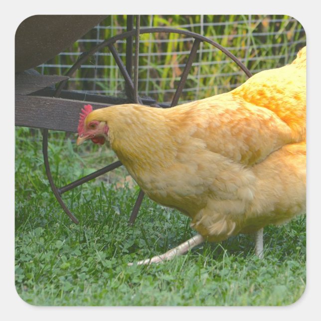 Cuadrada Buff Orpington Hen Pegatina (Anverso)