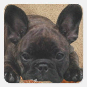 Cuadrada Bulldog francés pegatina
