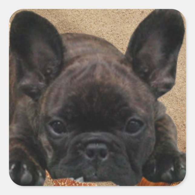 Cuadrada Bulldog francés pegatina (Anverso)