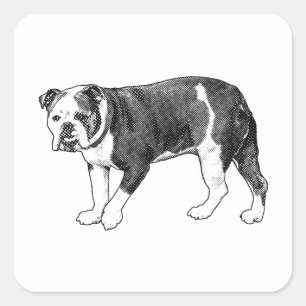 Cuadrada Bulldog Juguetón Punto, Pegatina de Dibujos Animad
