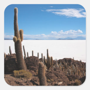 Cuadrada Cactus gigante en el pegatina de la foto de Salar