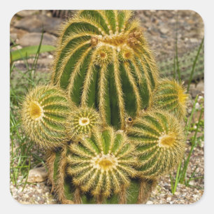 Cuadrada Cactus Pegatina