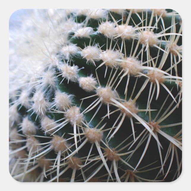 Cuadrada Cactus Pegatina (Anverso)