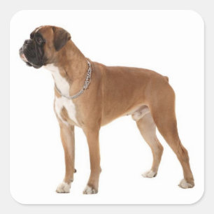 Cuadrada Caja de amor Perrito Boxer Pegatina de saludo
