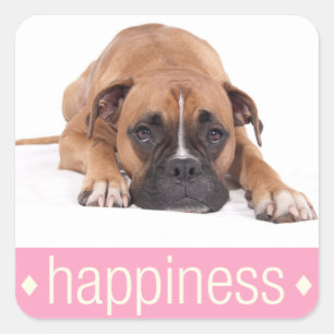 Cuadrada Caja de Felicidad Perro Cachorro Boxer Pegatina de