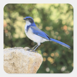 Cuadrada California Scrub Jay - Pegatina