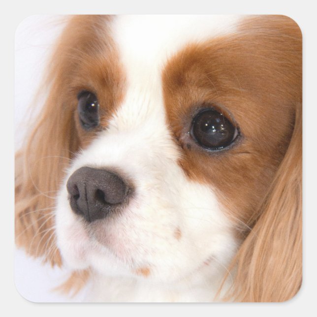 Cuadrada Chica dulce Cavalier King Charles Spaniel Pegatina (Anverso)