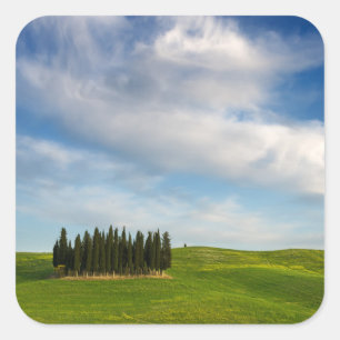 Cuadrada Cipreses en pegatina toscano