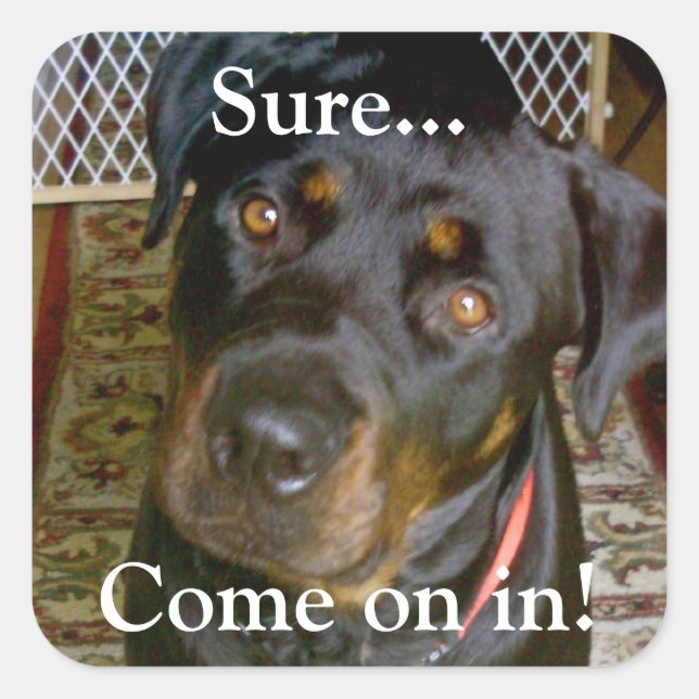 Cuadrada "Claro... vamos" Pegatina (rottweiler) (Anverso)