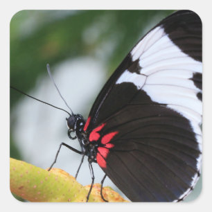 Cuadrada Clásico Pegatina cuadrado/Doris Longwing Closeup