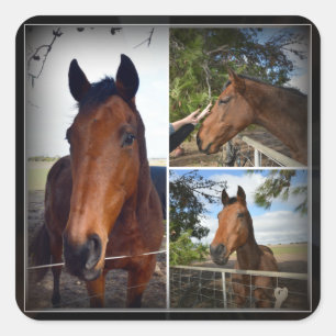 Cuadrada Collage de fotos de caballos marrones, Pegatina cu