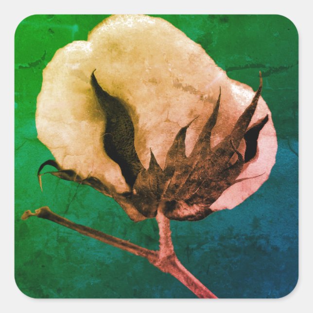 Cuadrada Cotton Boll Pegatina (Anverso)