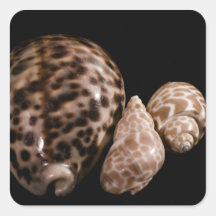 Cowrie Cones Pegatina