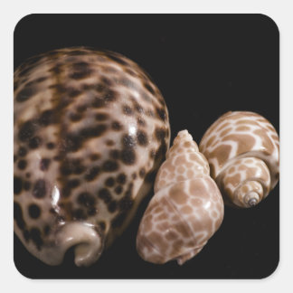 Cuadrada Cowrie Cones Pegatina