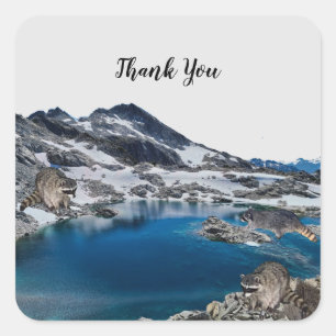 Cuadrada Curioso Pegatina cuadrado de Raccoons