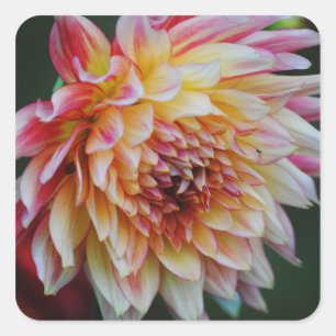 Cuadrada Dahlia Pegatina