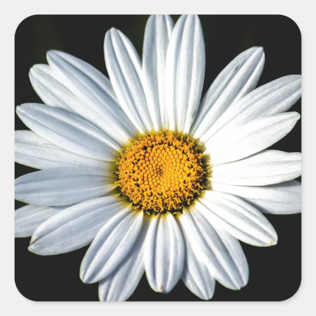 Cuadrada Daisy Mae Pegatina (Anverso)