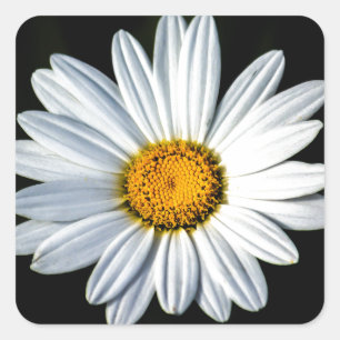Cuadrada Daisy Mae Pegatina
