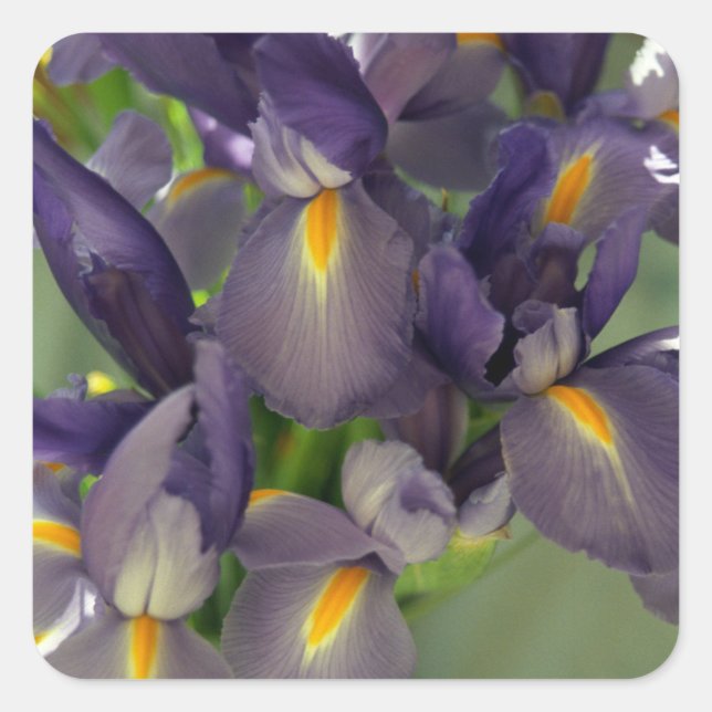 Cuadrada Decretos de Pegatina de arte de flores de irises m (Anverso)