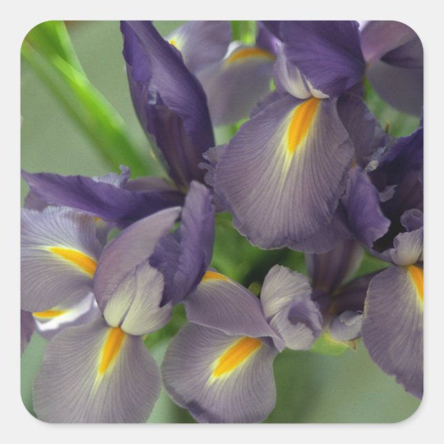 Cuadrada Decretos de Pegatina de arte de flores de irises m (Anverso)