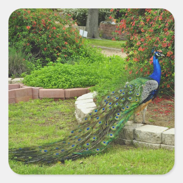 Cuadrada El encantador Pegatina Peacock (Anverso)